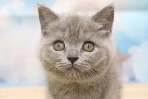 ブリティッシュ