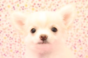 チワワ