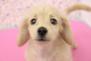 ミニチュアダックスフンド