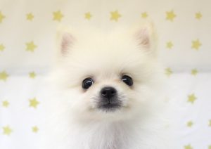 ポメラニアン