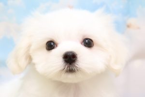 マルチーズ