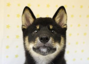 柴犬