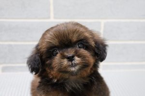 ミックス（ハーフ犬）