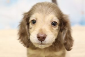 ミニチュアダックスフンド