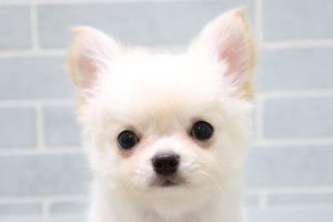 チワワ