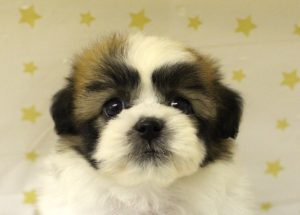 ミックス（ハーフ犬）