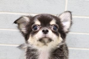 チワワ