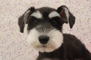 ミニチュアシュナウザー