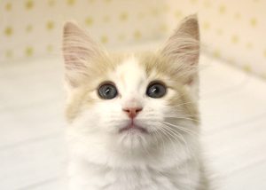 ノルウェージャンフォレストキャット