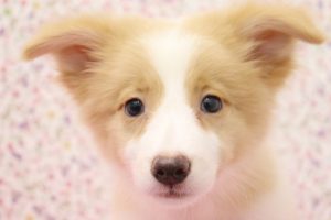 ボーダーコリー