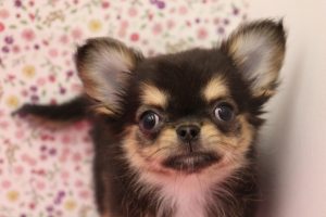 チワワ
