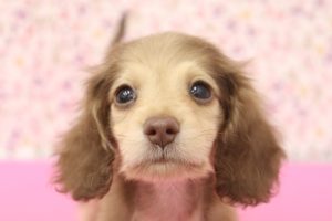 ミニチュアダックスフンド
