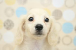 ミニチュアダックスフンド