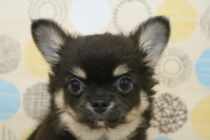 チワワ