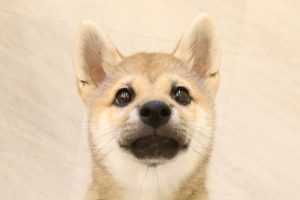 柴犬