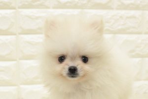 ポメラニアン