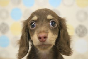ミニチュアダックスフンド