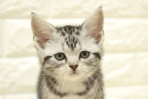 アメリカンショートヘア