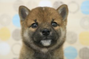 柴犬