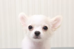 チワワ