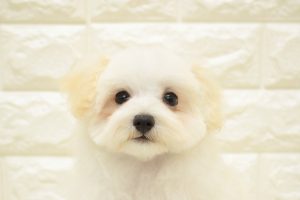 マルプー(マルチーズ×トイプードル)
