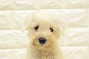 ミニチュアシュナウザー