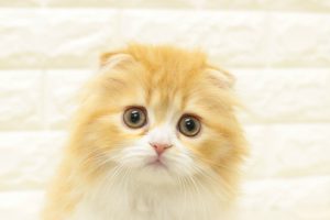 スコティッシュ