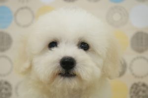 ビションフリーゼ