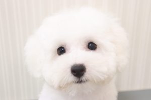 ビションフリーゼ