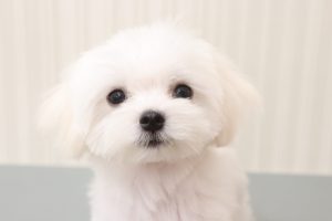 マルチーズ