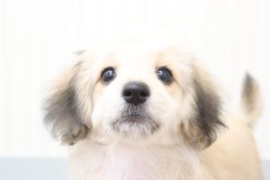 ミックス（ハーフ犬）