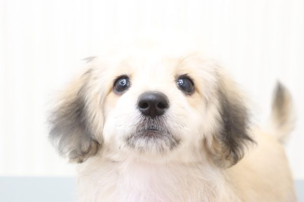 ミックス（ハーフ犬）
