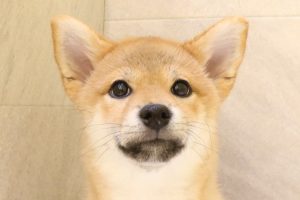 豆柴