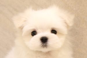 マルチーズ