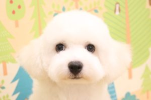 ビションフリーゼ