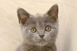 ブリティッシュ