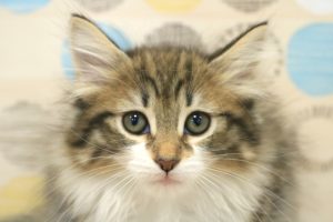 ノルウェージャンフォレストキャット