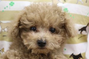 トイプードル