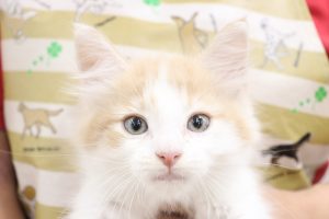 ノルウェージャンフォレストキャット