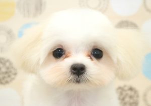 マルチーズ
