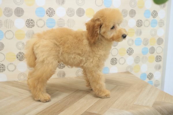 東京都のトイプードル(トイ) (ペットショッププチマリア 多摩唐木田店/2026年3月14日生まれ/男の子/アプリコット)の子犬の2枚目の画像