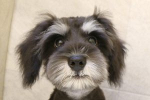 ミニチュアシュナウザー