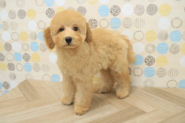 東京都のトイプードル(トイ) (ペットショッププチマリア 多摩唐木田店/2026年3月14日生まれ/男の子/アプリコット)の子犬の3枚目の画像