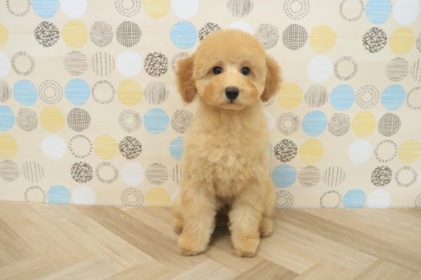 東京都のトイプードル(トイ) (ペットショッププチマリア 多摩唐木田店/2026年3月14日生まれ/男の子/アプリコット)の子犬の4枚目の画像