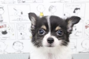 ミックス（ハーフ犬）