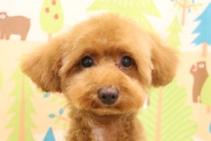 トイプードル