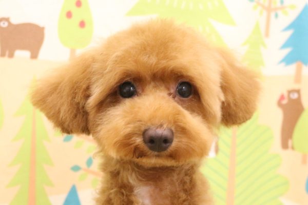 トイプードル