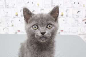 ブリティッシュ