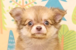 チワワ