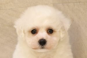 ビションフリーゼ